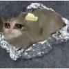 Кот в фольге