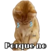 Perritos y Gatitos 25