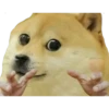 Perros Memes 6