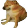 Perros Memes 7