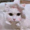 Gatos aleatórios 5