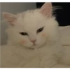 Gatos aleatórios 6