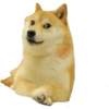 Perros Memes 8