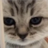 Gatos aleatórios 7