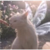 Gatos aleatórios 8