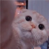 Gatos aleatórios 9