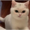 Gatos aleatórios 10