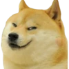 Perros Memes 15