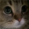 Gatos aleatórios 11