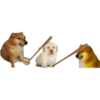 Perros Memes 16