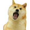 Perros Memes 17