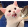 Gatos aleatórios 12