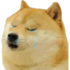Perros Memes 18