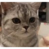 Gatos aleatórios 13