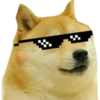 Perros Memes 19
