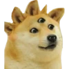 Perros Memes 20