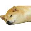 Perros Memes 22