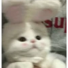 Gatos aleatórios 14