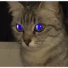 Gatos aleatórios 15