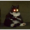 Gatos aleatórios 16