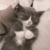 Gatos aleatórios 19