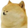 Perros Memes 24