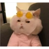 Gatos aleatórios 20