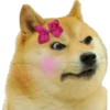Perros Memes 25