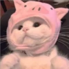 Gatos aleatórios 21