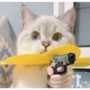 Gatos aleatórios 22