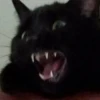 Gatos aleatórios 23