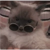 Gatos aleatórios 27