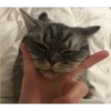 Gatos aleatórios 28