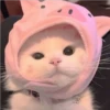 Gatos aleatórios 29