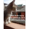 Gatitos UwU 5