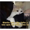 Gatitos UwU 6
