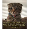 Gatitos UwU 7