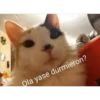 Gatitos UwU 8