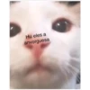 Gatitos UwU 9