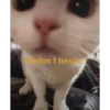 Gatitos UwU 10
