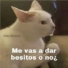 Gatitos UwU 11