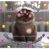 Gatitos UwU 12
