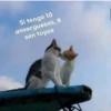 Gatitos UwU 14