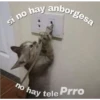 Gatitos UwU 15