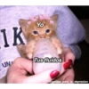 Gatitos UwU 16