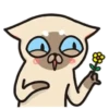 Siamese cat reactions 8
