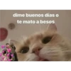Gatitos UwU 17