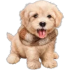 Perros y Gatos(Rose ♛) 11