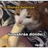 Gatitos UwU 18