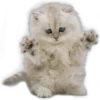Perros y Gatos(Rose ♛) 16